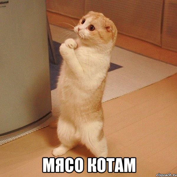  мясо котам, Мем  котэ молится