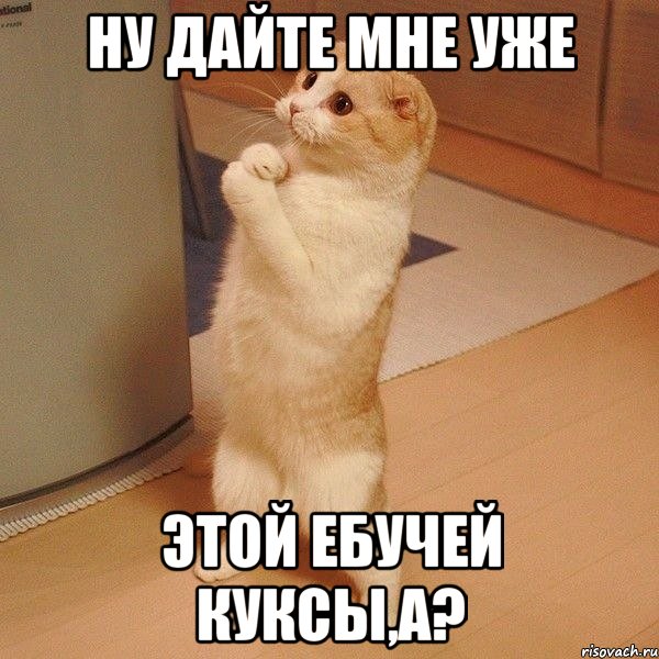 ну дайте мне уже этой ебучей куксы,а?, Мем  котэ молится