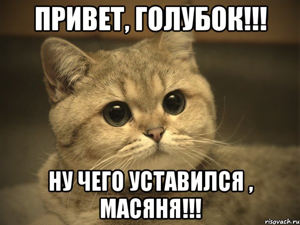 привет, голубок!!! ну чего уставился , масяня!!!, Мем Пидрила ебаная котик