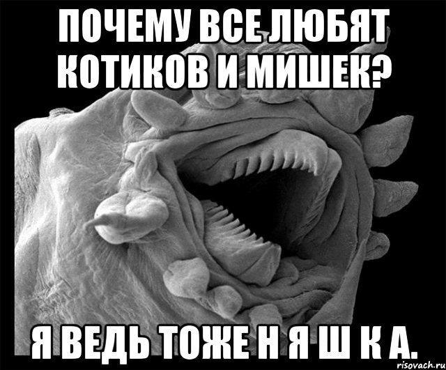 Ведь тоже. Все любят котиков. Почему все любят котиков. Почему меня все любят. Почему все так любят котиков.