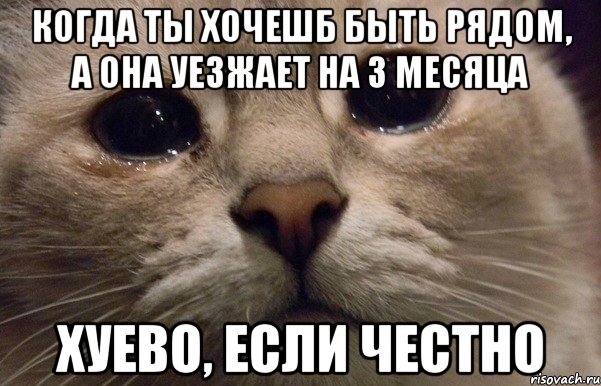 когда ты хочешб быть рядом, а она уезжает на 3 месяца хуево, если честно, Мем   В мире грустит один котик