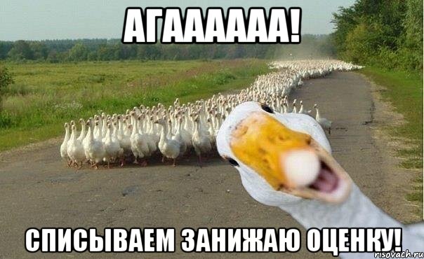 агаааааа! списываем занижаю оценку!, Мем гуси