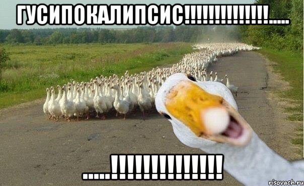 гусипокалипсис!!!..... .....!!!, Мем гуси