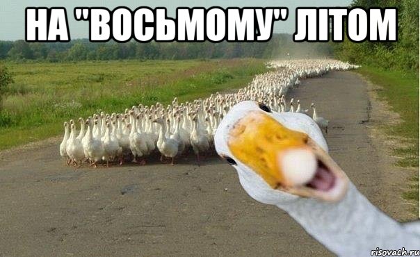 на "восьмому" літом , Мем гуси