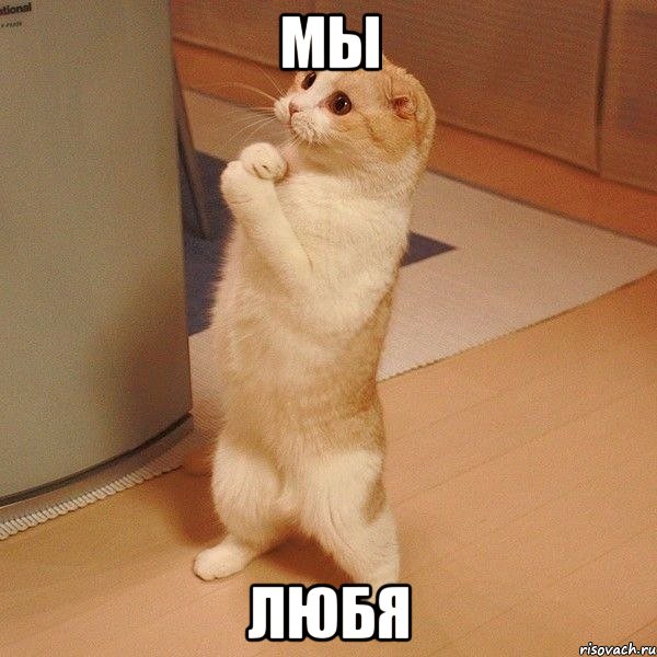 мы любя, Мем  котэ молится