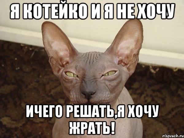 я котейко и я не хочу ичего решать,я хочу жрать!, Мем  Злой котик