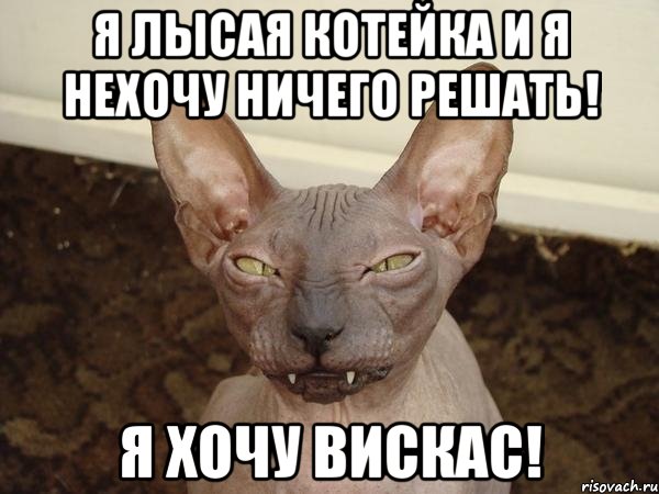 я лысая котейка и я нехочу ничего решать! я хочу вискас!, Мем  Злой котик