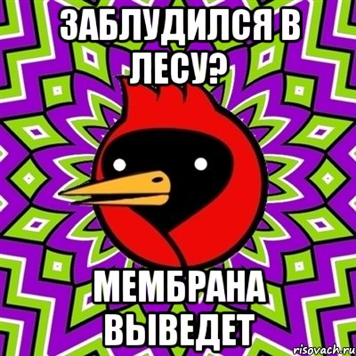 Потерялся мем. Омская птица СКС. Душа компании Мем. Я не вывожу Мем. Пора тебя обналичить Мем.