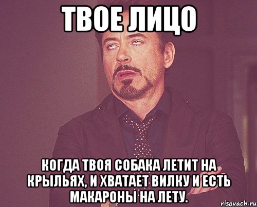 твое лицо когда твоя собака летит на крыльях, и хватает вилку и есть макароны на лету., Мем твое выражение лица