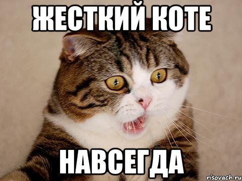 жесткий коте навсегда