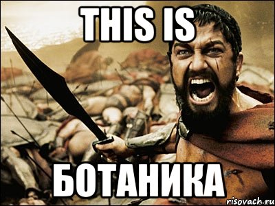 this is ботаника, Мем Это Спарта