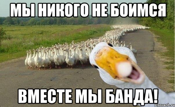 мы никого не боимся вместе мы банда!, Мем гуси