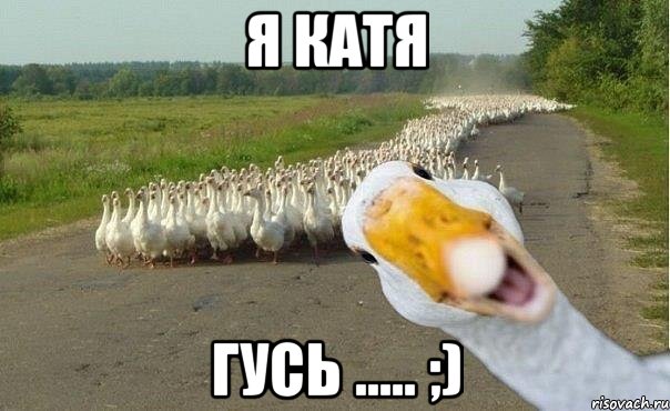 я катя гусь ..... ;), Мем гуси