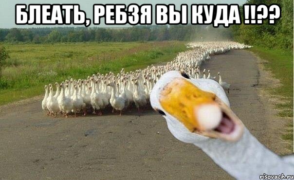 блеать, ребзя вы куда !!?? , Мем гуси