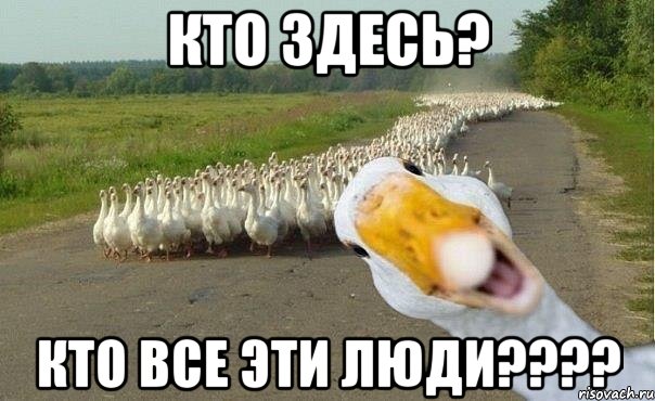 кто здесь? кто все эти люди???, Мем гуси