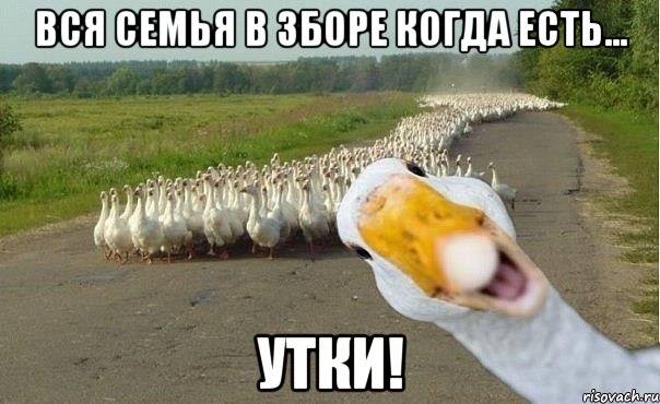 вся семья в зборе когда есть... утки!