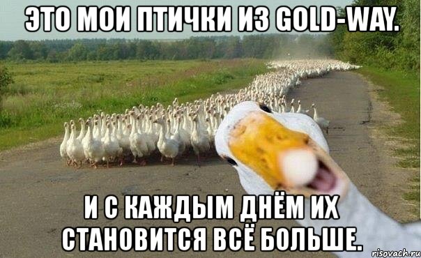 это мои птички из gold-way. и с каждым днём их становится всё больше.