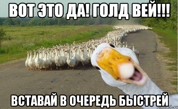 вот это да! голд вей!!! вставай в очередь быстрей, Мем гуси