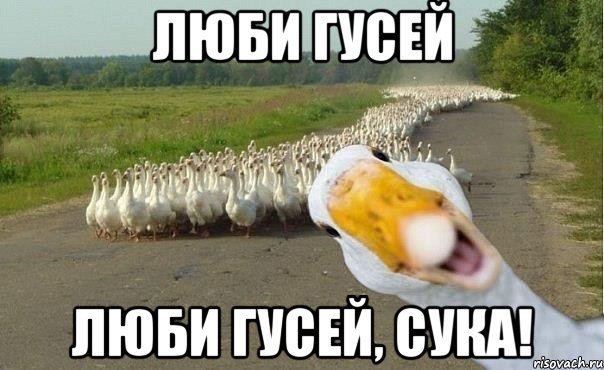 люби гусей люби гусей, сука!, Мем гуси