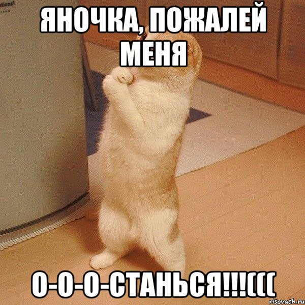 яночка, пожалей меня о-о-о-станься!!!(((, Мем  котэ молится