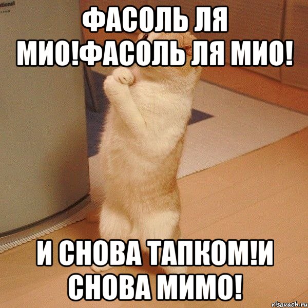 фасоль ля мио!фасоль ля мио! и снова тапком!и снова мимо!, Мем  котэ молится