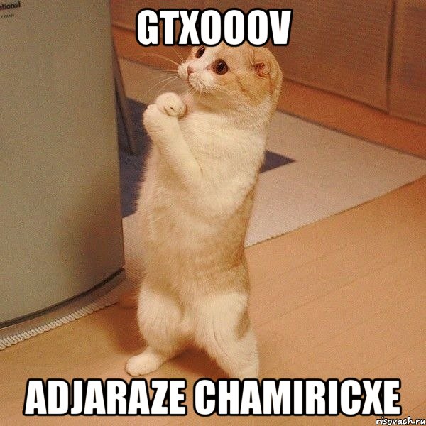 gtxooov adjaraze chamiricxe, Мем  котэ молится