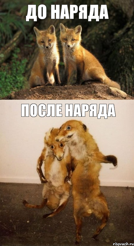 до наряда после наряда, Комикс Лисицы