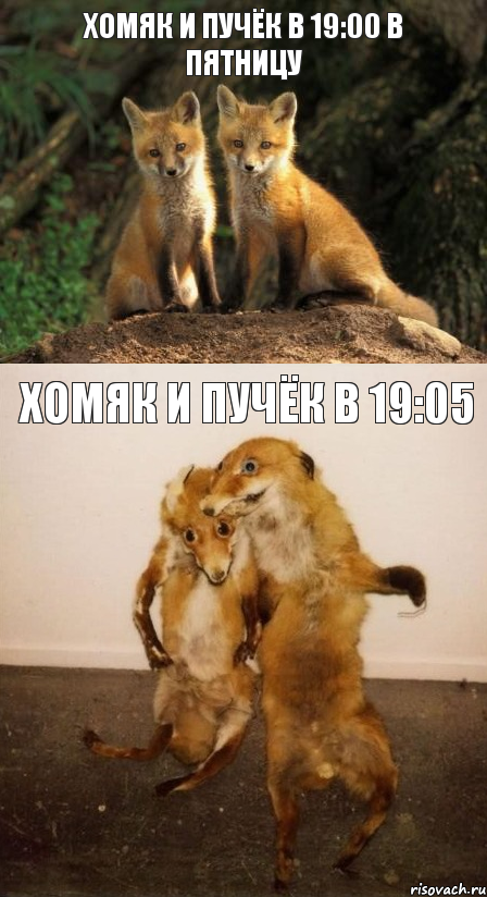 Хомяк и Пучёк в 19:00 в пятницу Хомяк и Пучёк в 19:05, Комикс Лисицы