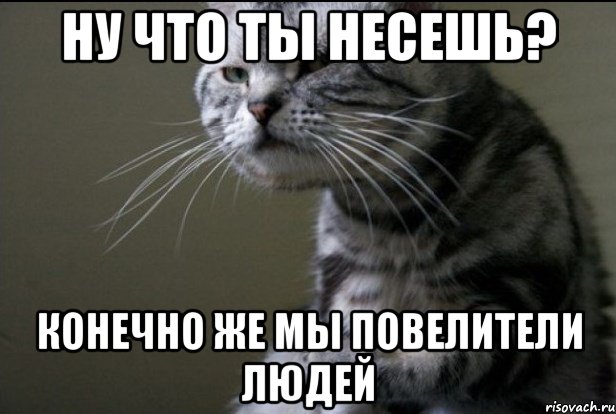 Что ты несешь фото