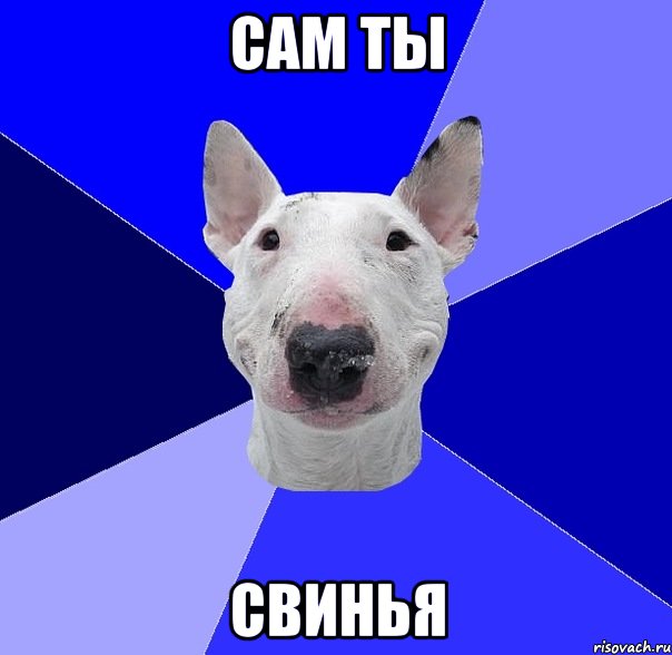 сам ты свинья