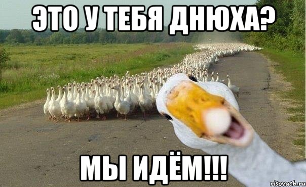 это у тебя днюха? мы идём!!!, Мем гуси