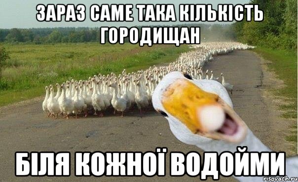 зараз саме така кількість городищан біля кожної водойми, Мем гуси