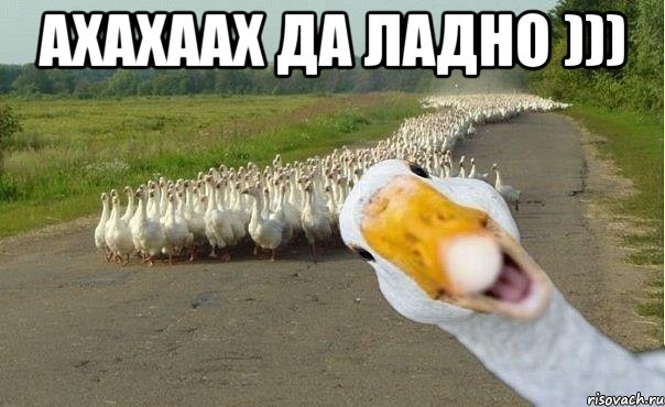 ахахаах да ладно ))) , Мем гуси