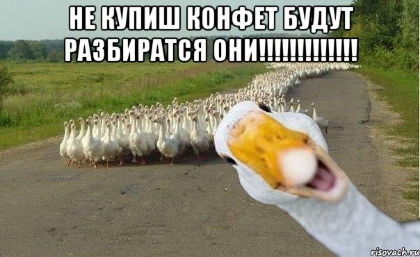 не купиш конфет будут разбиратся они!!! , Мем гуси