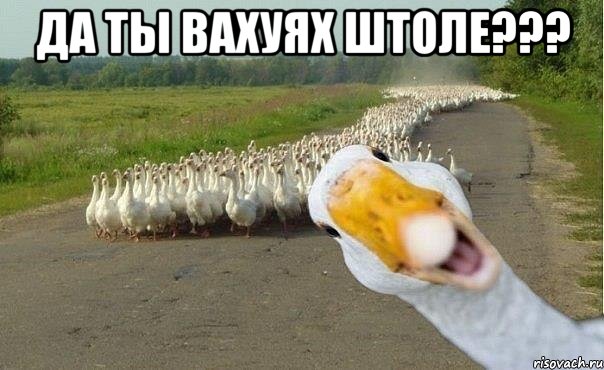 да ты вахуях штоле??? , Мем гуси