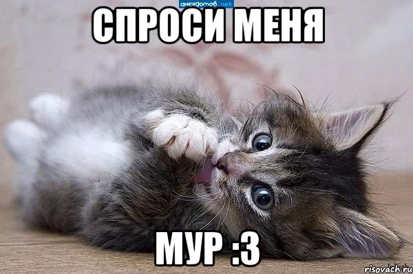 спроси меня мур :3, Мем  котенок