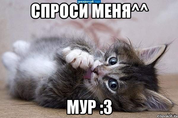 спроси меня^^ мур :3, Мем  котенок