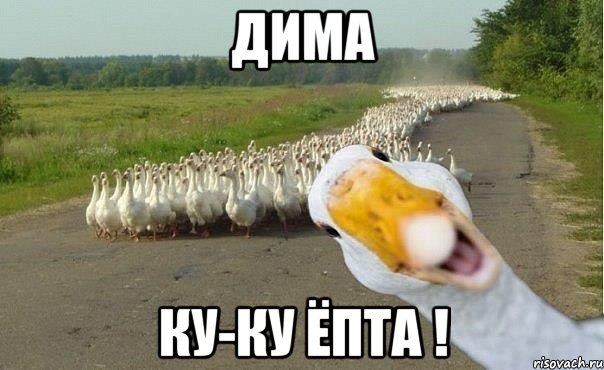 дима ку-ку ёпта !, Мем гуси