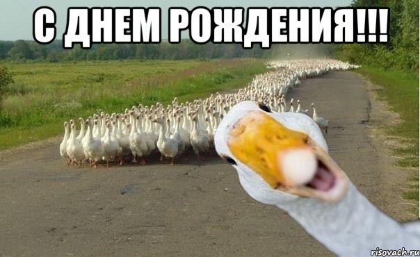 с днем рождения!!! , Мем гуси