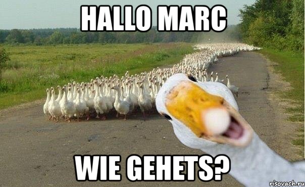 hallo marc wie gehets?, Мем гуси