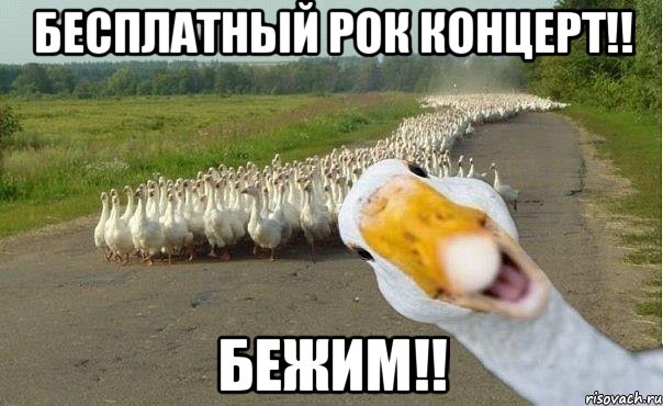 бесплатный рок концерт!! бежим!!, Мем гуси