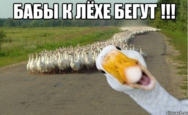 бабы к лёхе бегут !!! , Мем гуси