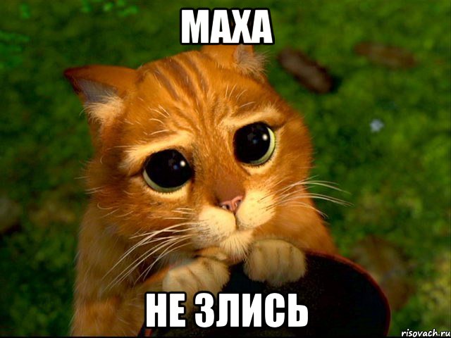 маха не злись, Мем кот из шрека