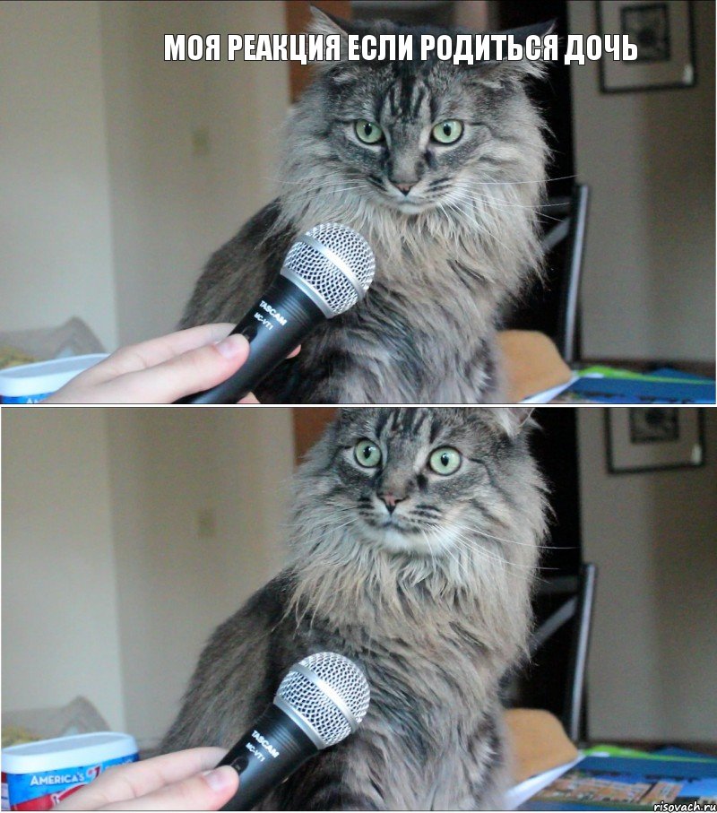 Моя реакция если родиться дочь, Комикс  кот с микрофоном