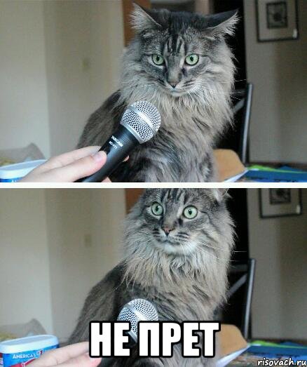 не прет, Комикс  кот с микрофоном