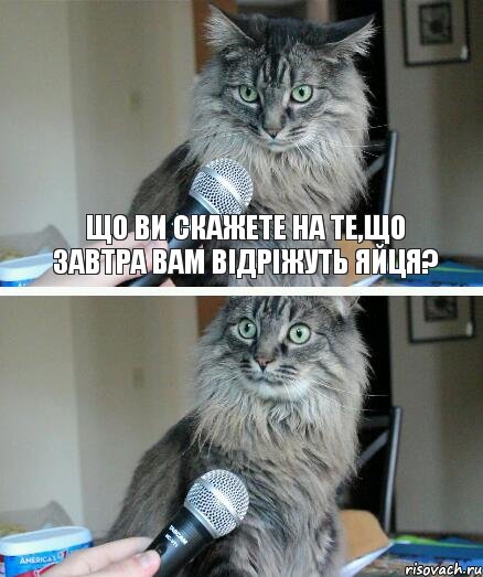 Що ви скажете на те,що завтра вам відріжуть яйця?, Комикс  кот с микрофоном