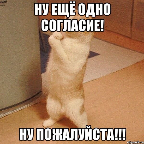 ну ещё одно согласие! ну пожалуйста!!!, Мем  котэ молится