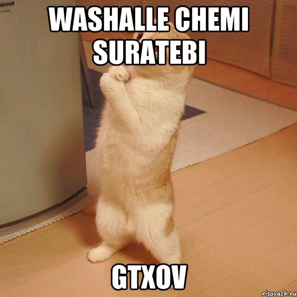 washalle chemi suratebi gtxov, Мем  котэ молится