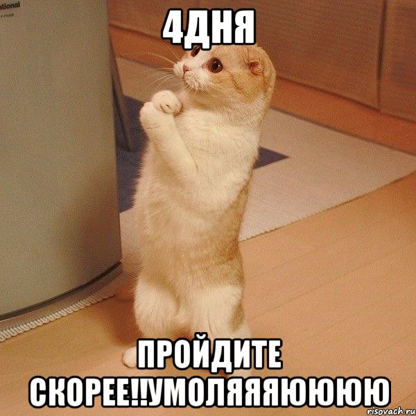 4дня пройдите скорее!!умоляяяюююю, Мем  котэ молится