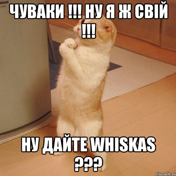 чуваки !!! ну я ж свій !!! ну дайте whiskas ???, Мем  котэ молится